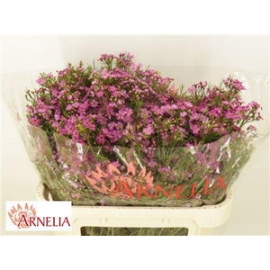 CHAME PURPLE RAIN ANGEBOT