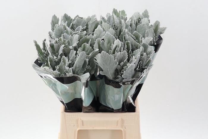 <h4>Senecio Silver Lagoon Latitude</h4>