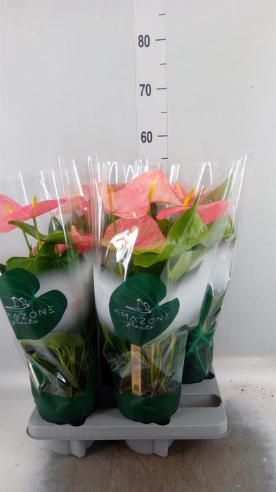 <h4>Anthurium andr. 'Colorado'</h4>