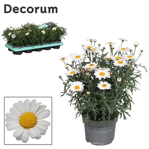 Argyranthemum - 10,5 cm - white - Decorum