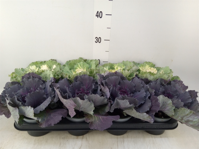 <h4>Brassica oler.  ...curled</h4>