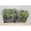 Oxypetalum Tweedia Blue