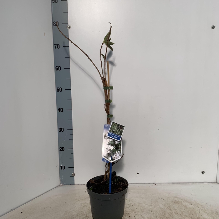 <h4>Exochorda The Bride</h4>