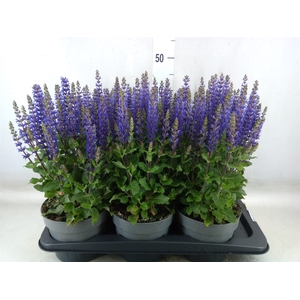 Salvia nemorosa 'Midnight Purple'