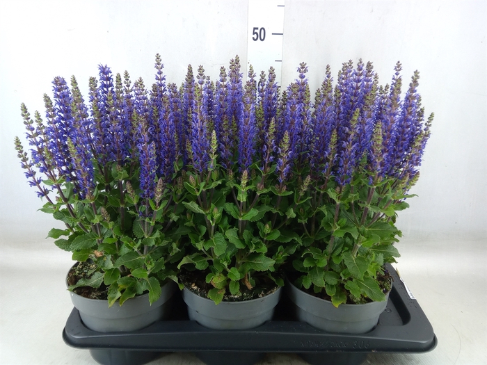 <h4>Salvia nemorosa 'Midnight Purple'</h4>