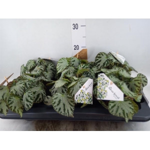 Begonia BD  'Silver Jewell'