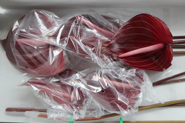 <h4>Anth A Safari X 10</h4>