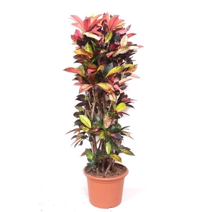 Codiaeum Iceton (Croton Iceton)