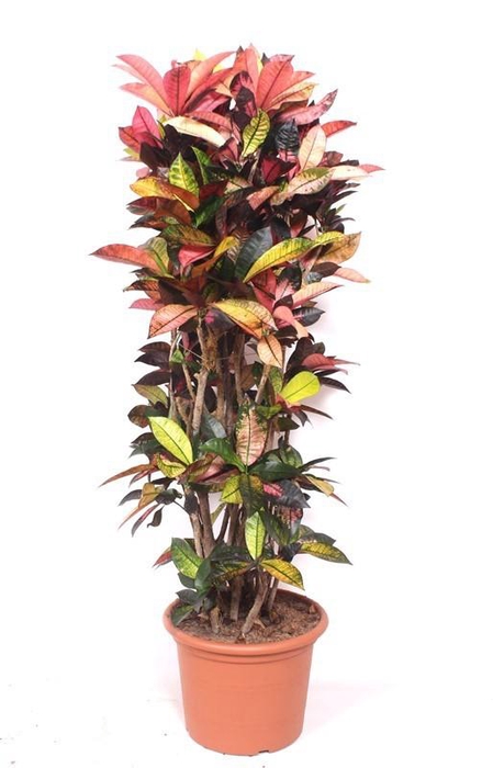 <h4>Codiaeum Iceton (Croton Iceton)</h4>