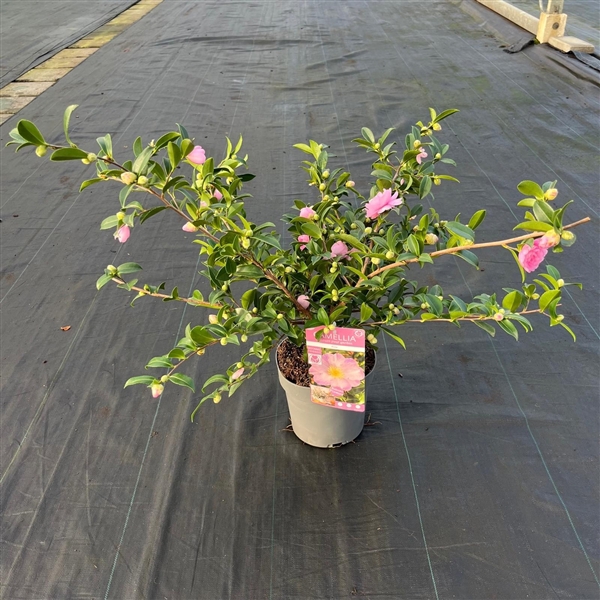 <h4>Camellia sas. 'Pink' Premium</h4>