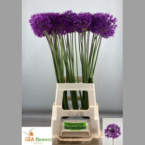 ALLIUM PURPLE SENS