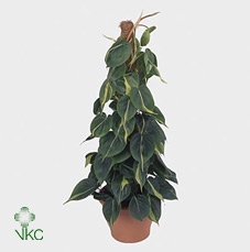 Philodendron Scandens 'brasil' Aan Stokje