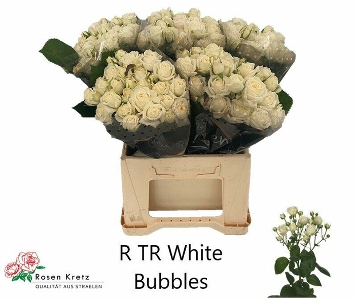 <h4>Rosa Tr White Bubbles</h4>