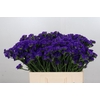 Limonium Navy Sun Birds