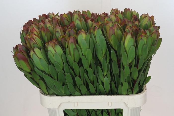 <h4>LEUCAD SAF GOLDSTRIK</h4>