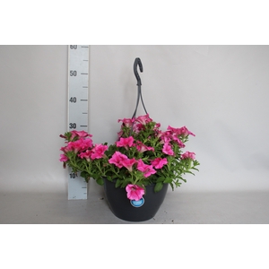 Hangpotten 27 waterreservoir Petunia Roze