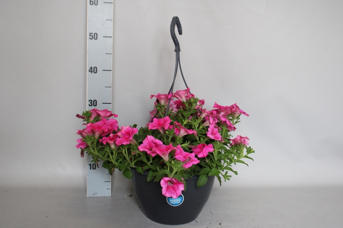 <h4>Hangpotten 27 waterreservoir Petunia Roze</h4>