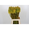 Kniphofia Eycone Yellow