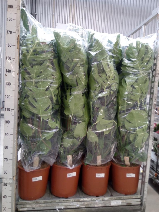 <h4>Monstera delic.</h4>