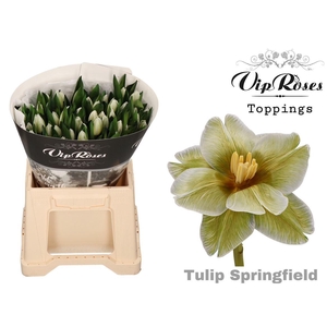 Vip Tu En Springfield A