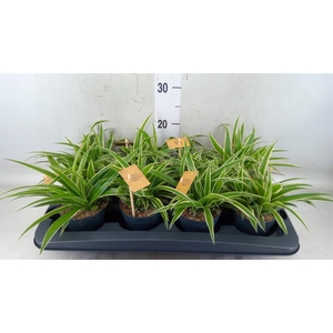 Chlorophytum com. 'Ocean'