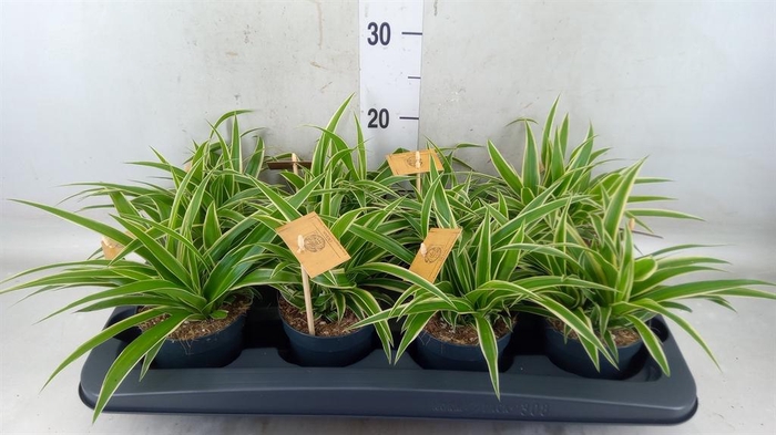 <h4>Chlorophytum com. 'Ocean'</h4>