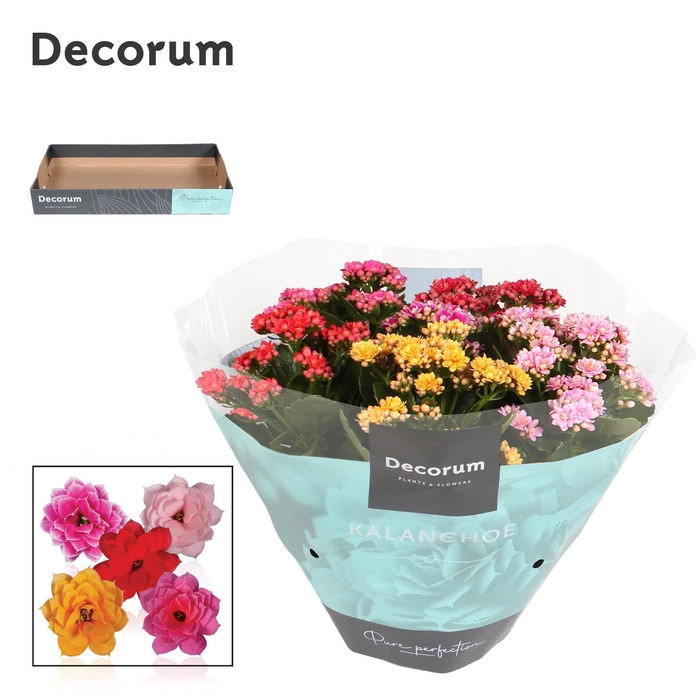 <h4>Kalanchoe Decorum Carnaval</h4>