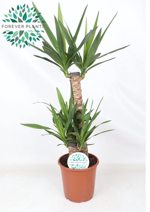 <h4>Yucca p21, 60+30+20 (2+ KOP)</h4>