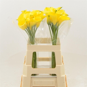 Calla Gold Label