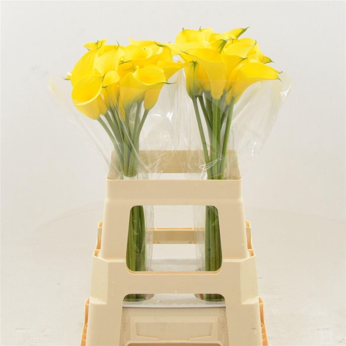 <h4>Calla Gold Label</h4>