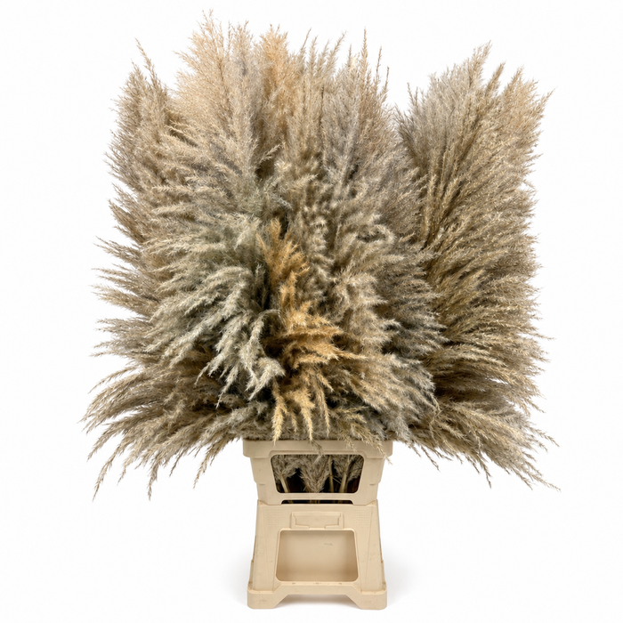 <h4>Dried Cortaderia Sacuara Natural</h4>