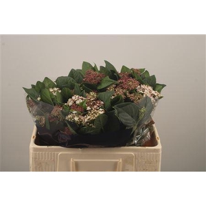 Vibur T Macrophyllum