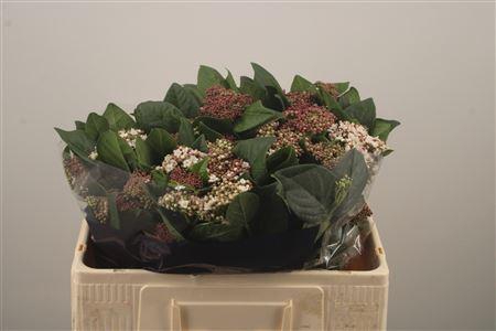 <h4>Vibur T Macrophyllum</h4>