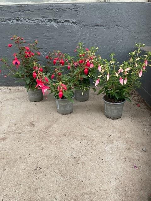 <h4>FUCHSIA-HYBRID</h4>