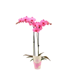 Potcover Teddybear Phal I Am Pink 2T14+