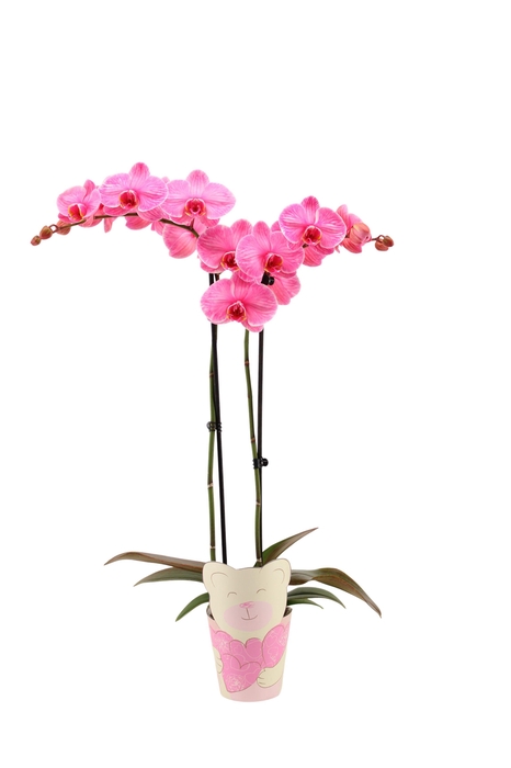 <h4>Potcover Teddybear Phal I Am Pink 2T14+</h4>