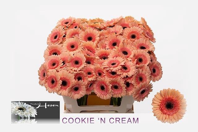 <h4>GE MI COOKIE N CREAM</h4>