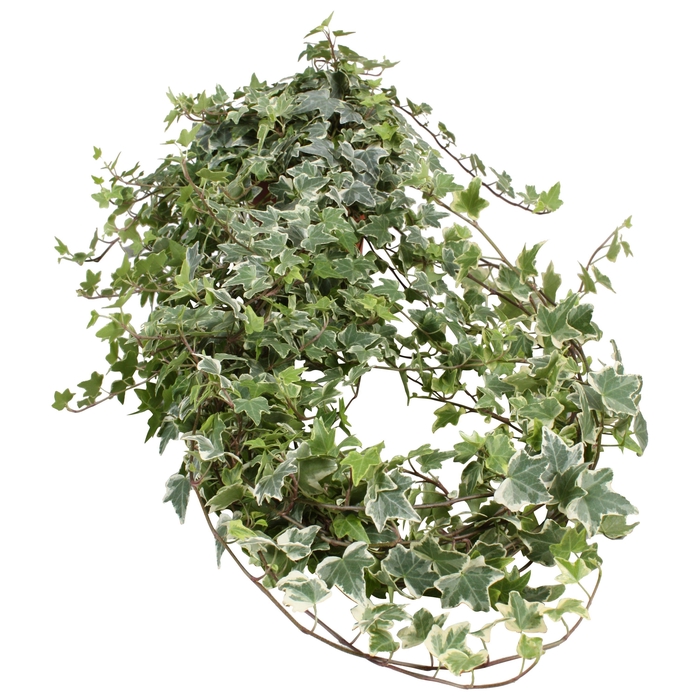 <h4>Hedera helix witbont lange plant</h4>