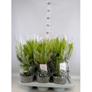 Fatsia japonica 'Variegata'