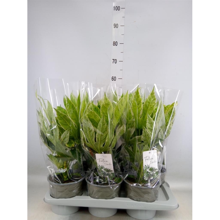 <h4>Fatsia japonica 'Variegata'</h4>