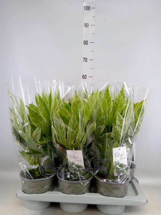 <h4>Fatsia japonica 'Variegata'</h4>