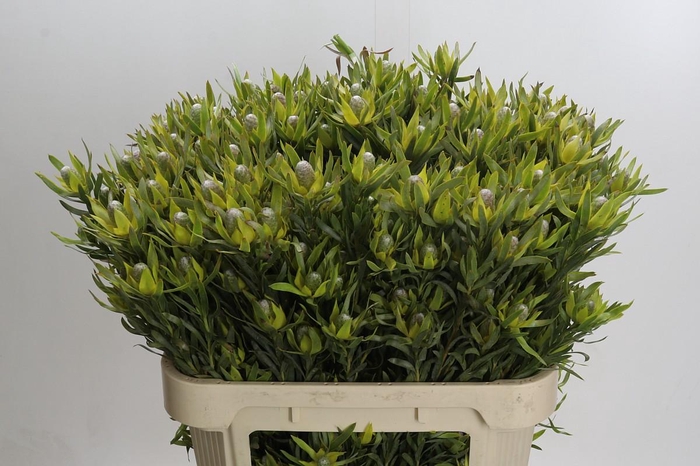 <h4>Leucadendron Pisa Spray</h4>