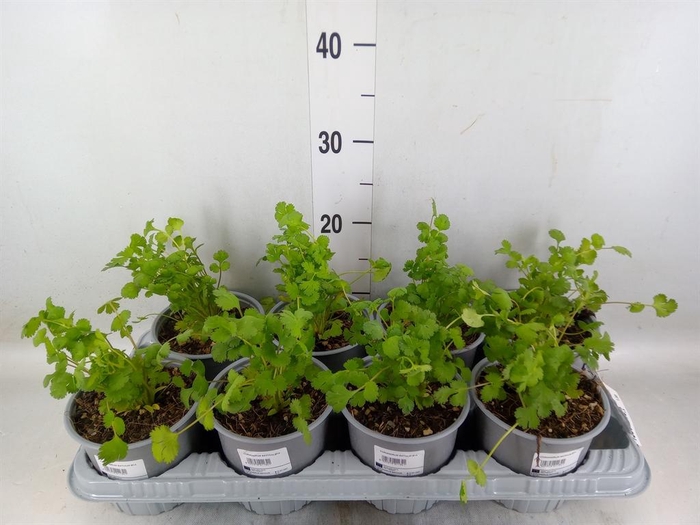 <h4>Coriandrum sativum</h4>