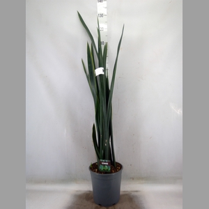 Sansevieria   ...