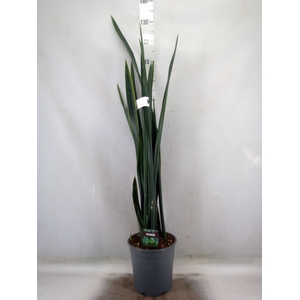 Sansevieria   ...