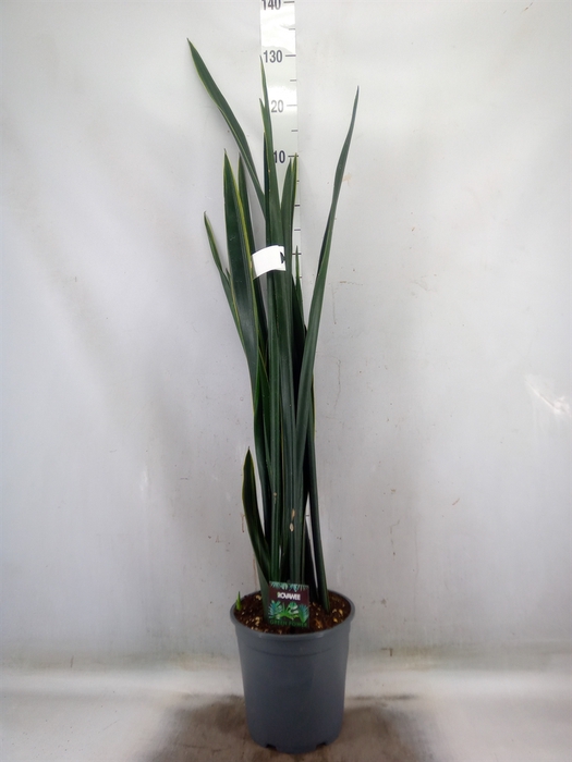 <h4>Sansevieria   ...</h4>