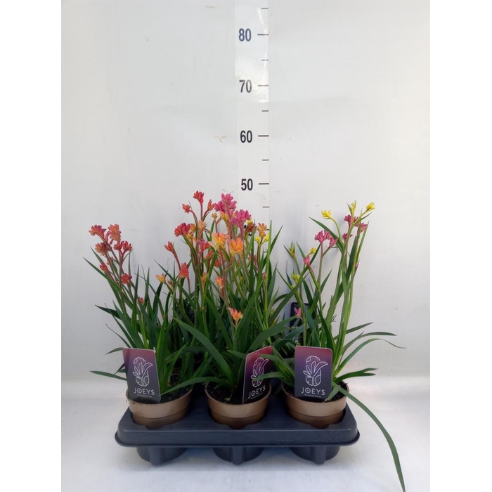 <h4>Anigozanthos   ...mix</h4>