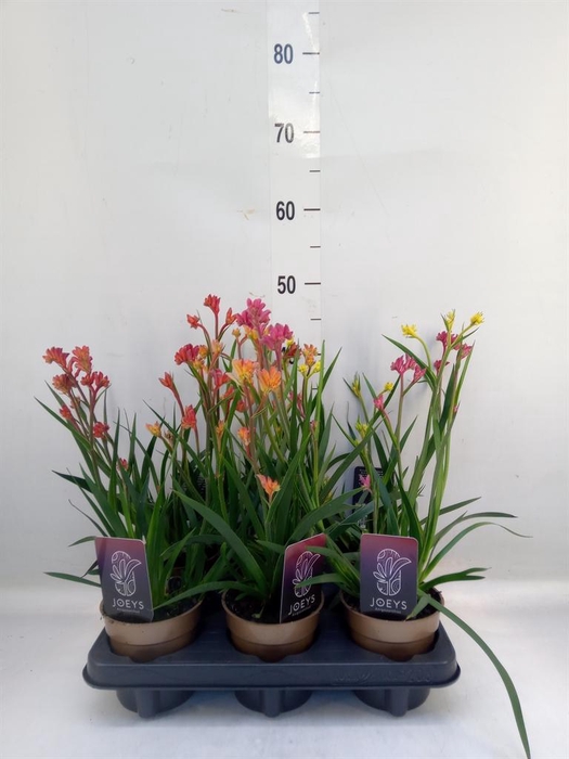 Anigozanthos   ...mix