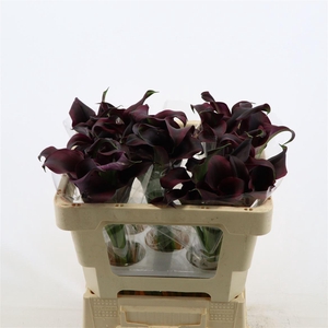 Calla Odessa | Dubbelbloemig