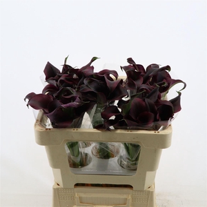 Calla Odessa | Dubbelbloemig